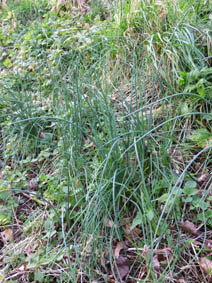 Allium vineale